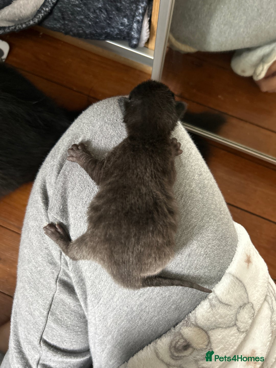 British Longhair cats for sale: Two beautiful kittens  - Image 4