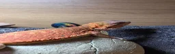 Bearded Dragon reptiles for sale: Bearded Dragon  in Bridgnorth - Advert 4