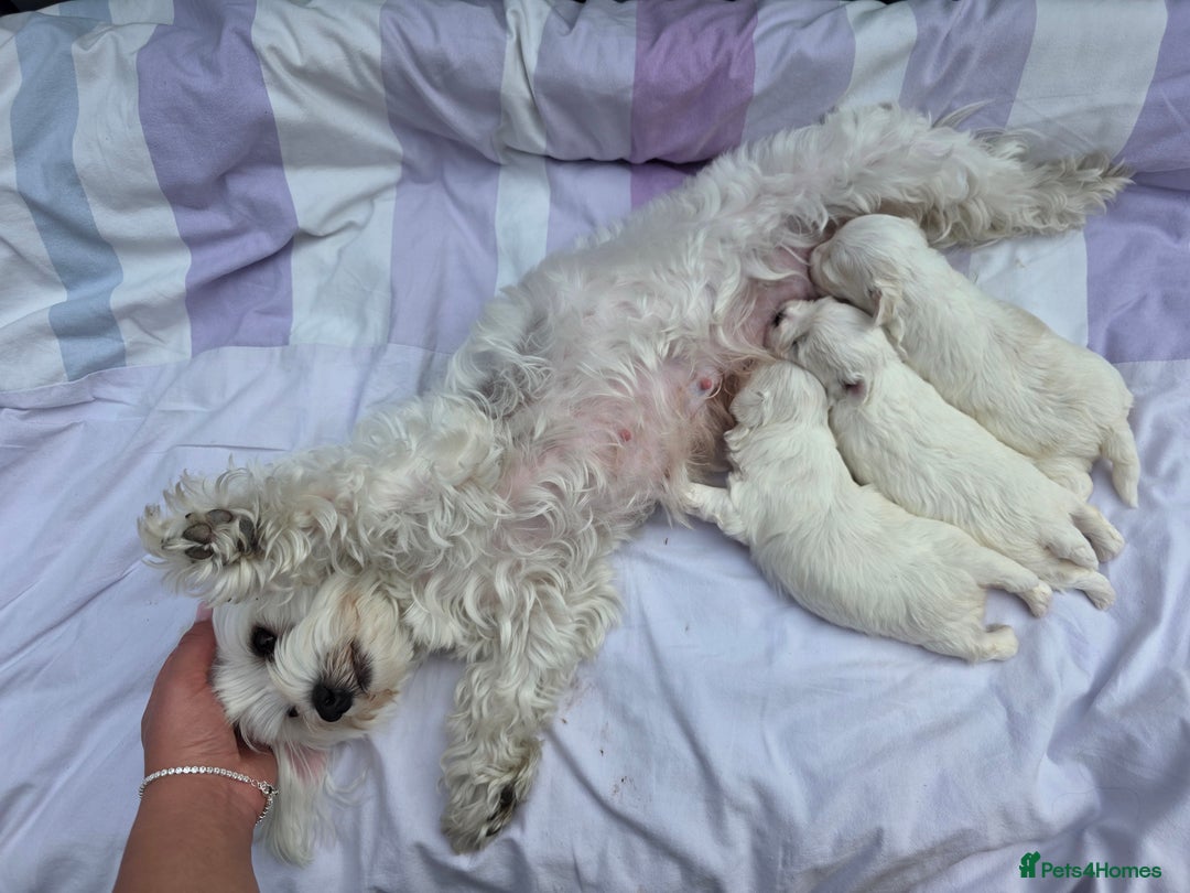 Maltese dogs for sale: Bichon Maltese - Image 11