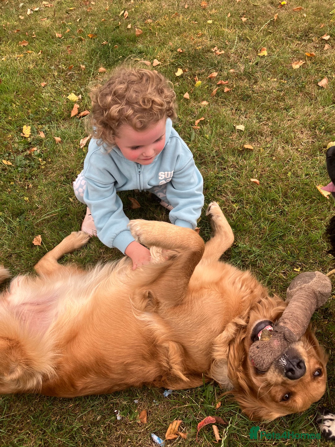 Golden Retriever dogs for sale: KC Registered Golden Retriever Male Ready  24/12 - Advert 7