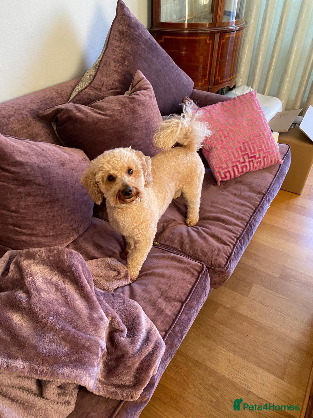 Toy Poodle dogs for sale: Sweet toy puddle needing a special home! - Image 2