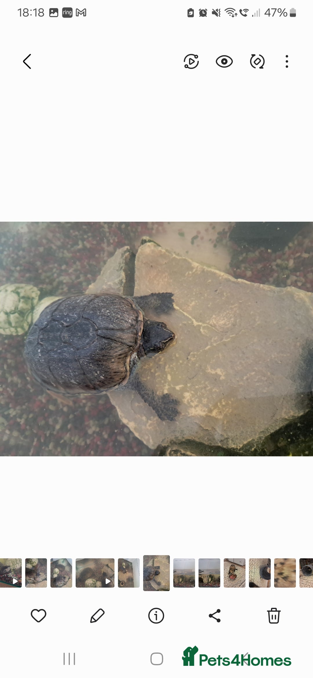 Turtle reptiles for sale: 2 turtles  - Image 4
