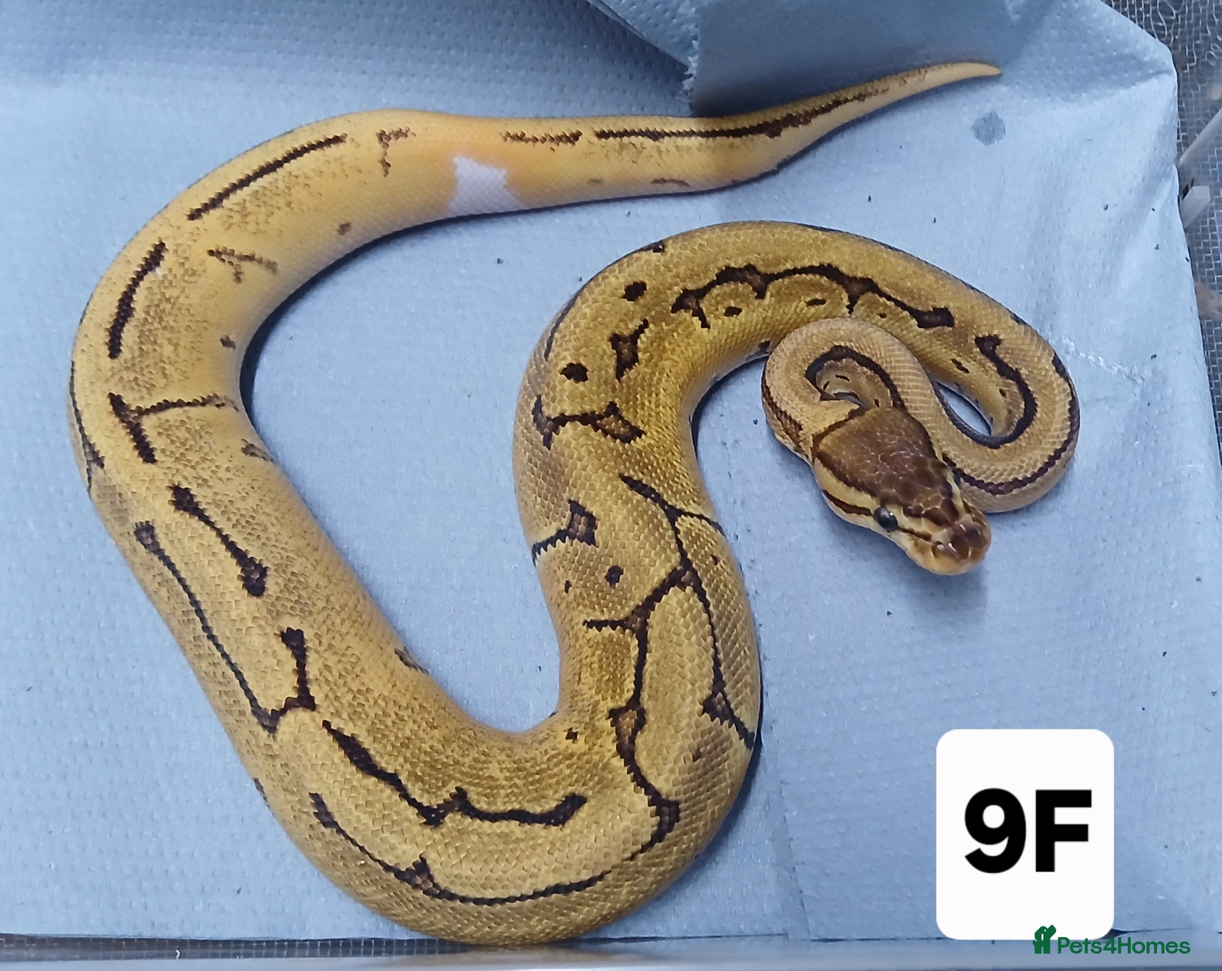 Python Snake reptiles Hatchling Royal Python's Females  - Advert 4