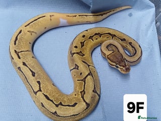 Python Snake reptiles Hatchling Royal Python's Females - Advert 4