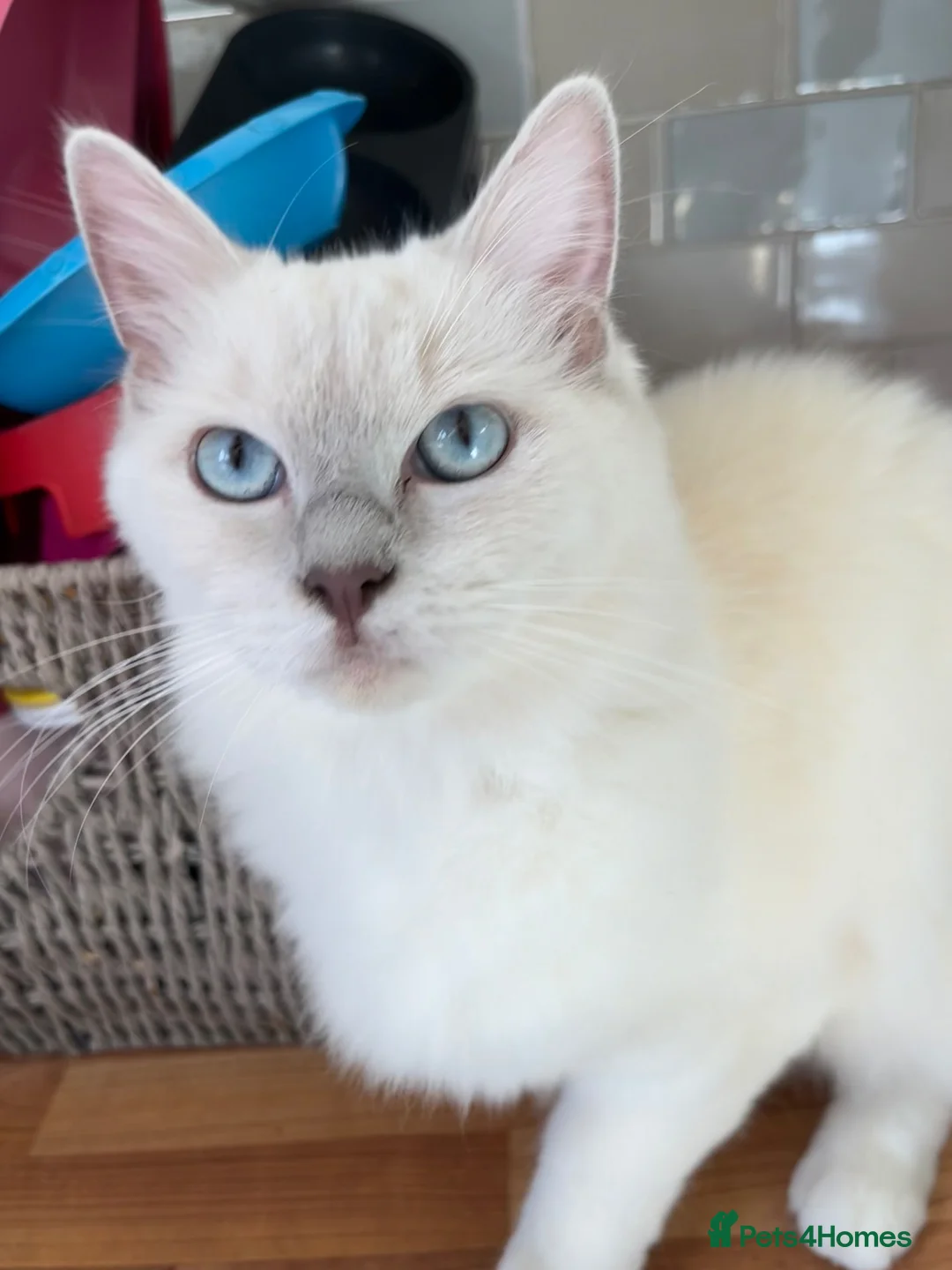 Ragdoll cats for sale: Lilac mink mitted Ragdoll - Advert 7