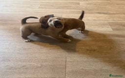 Mixed Breed dogs for sale: Rottweiler cross saluki puppies  - Image 6