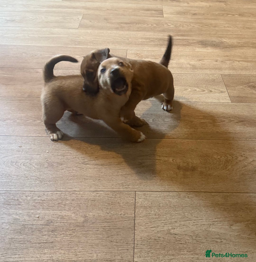 Mixed Breed dogs for sale: Rottweiler cross saluki puppies  - Image 6