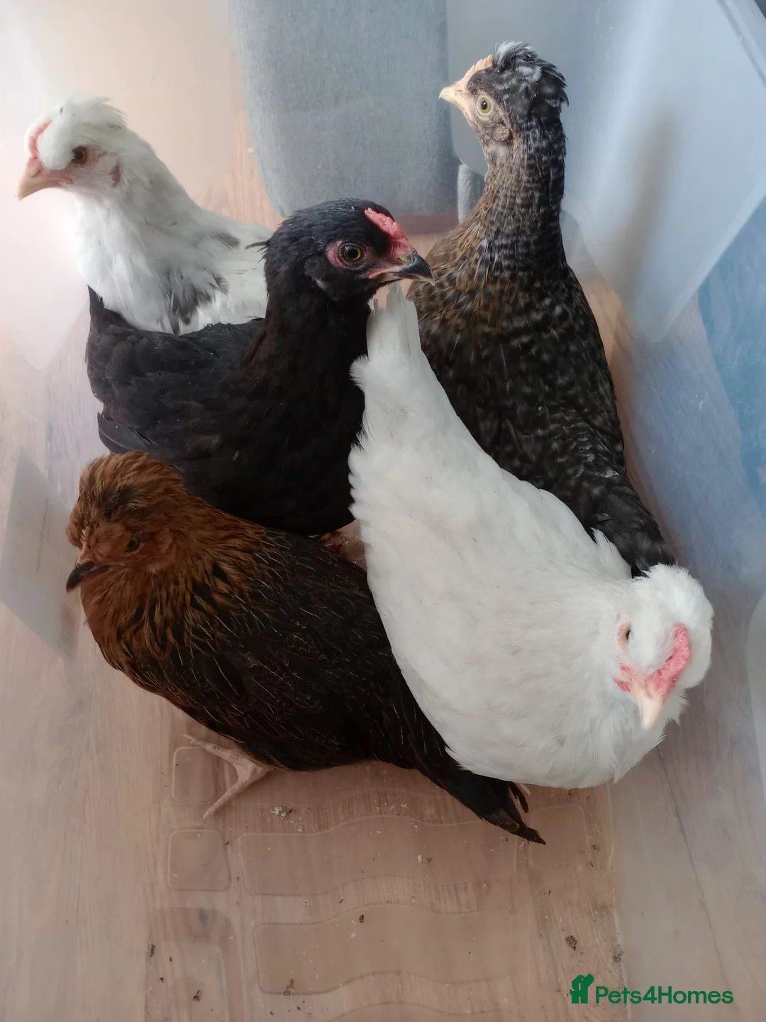 Chickens poultry for sale:  Fertile Hatching Eggs: Blue, Cyan, Green, Olive - Advert 7