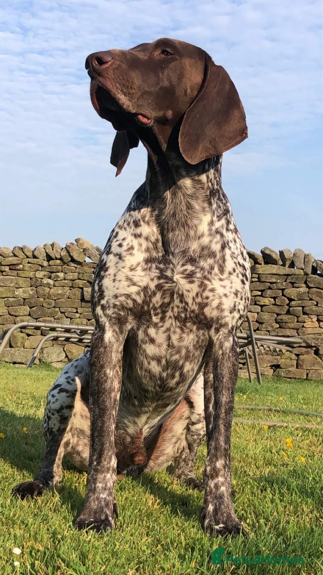 German Shorthaired Pointer dogs for stud: Excellent example Gsp kc and health tested. STUD in Lancaster - Advert 9