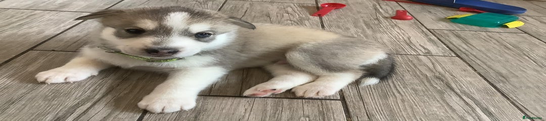 Siberian Husky Puppy 5