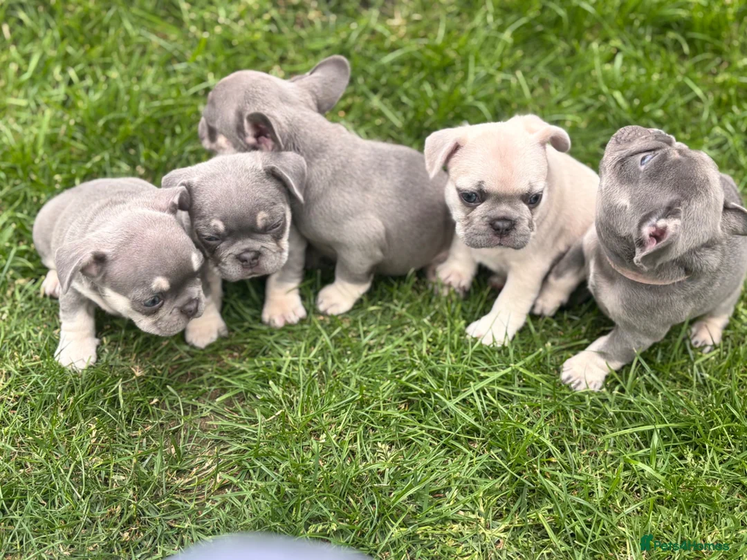 French Bulldog dogs for sale: 🩷READY NOW.. Gorgeous litter of Frenchies🩷  - Advert 2