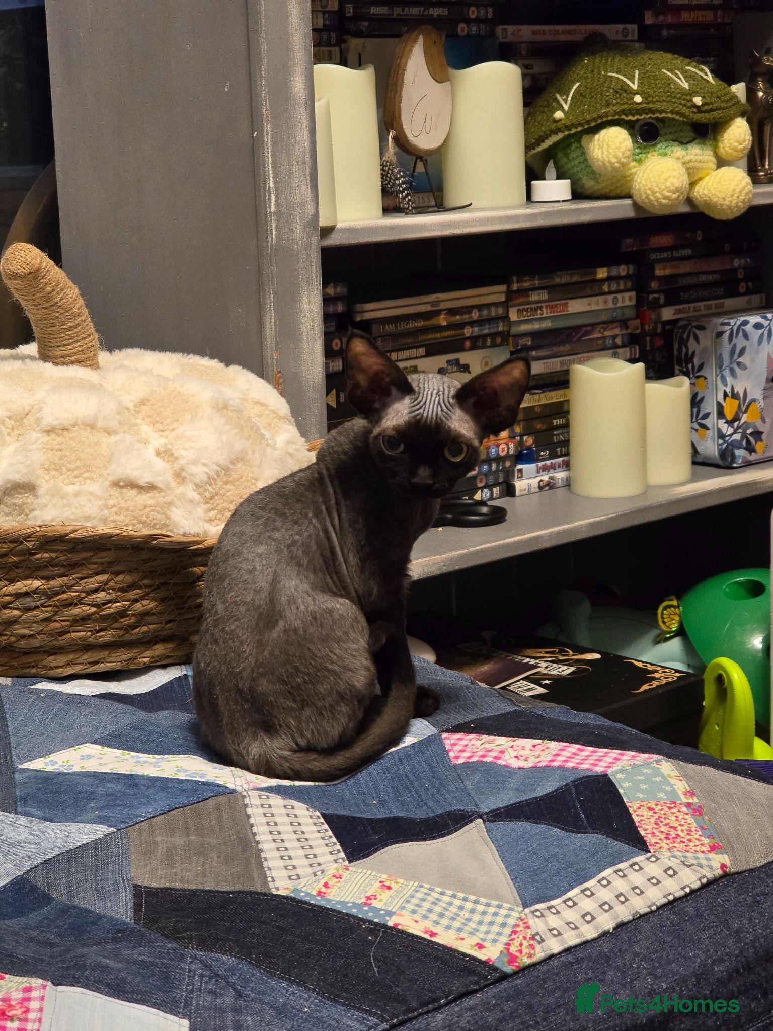 Devon Rex cats Black Devon Rex boy - Advert 2