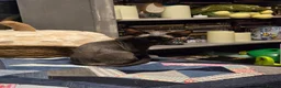 Devon Rex cats for sale: Ready now Black Devon Rex boy - Advert 5