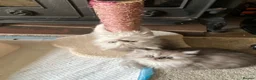 Persian cats for sale: Stunning Persian Chinchilla Kittens - Lancashire. - Advert 26