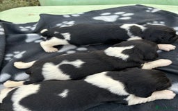 English Springer Spaniel dogs for sale: Gorgeous marked English Springer Spaniel pups  - Image 5