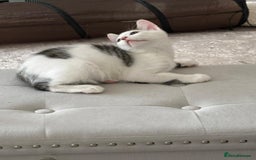 Mixed Breed cats for adoption: Pingu the rescue kitten needs forever home - Image 8