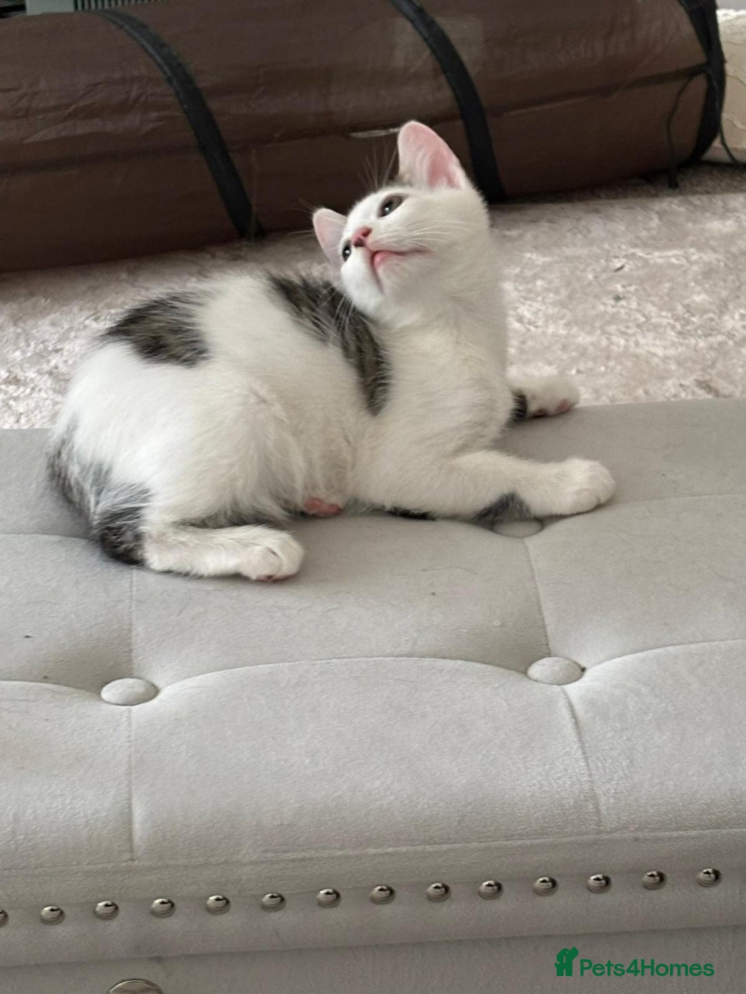 Mixed Breed cats for adoption: Pingu the rescue kitten needs forever home - Image 8