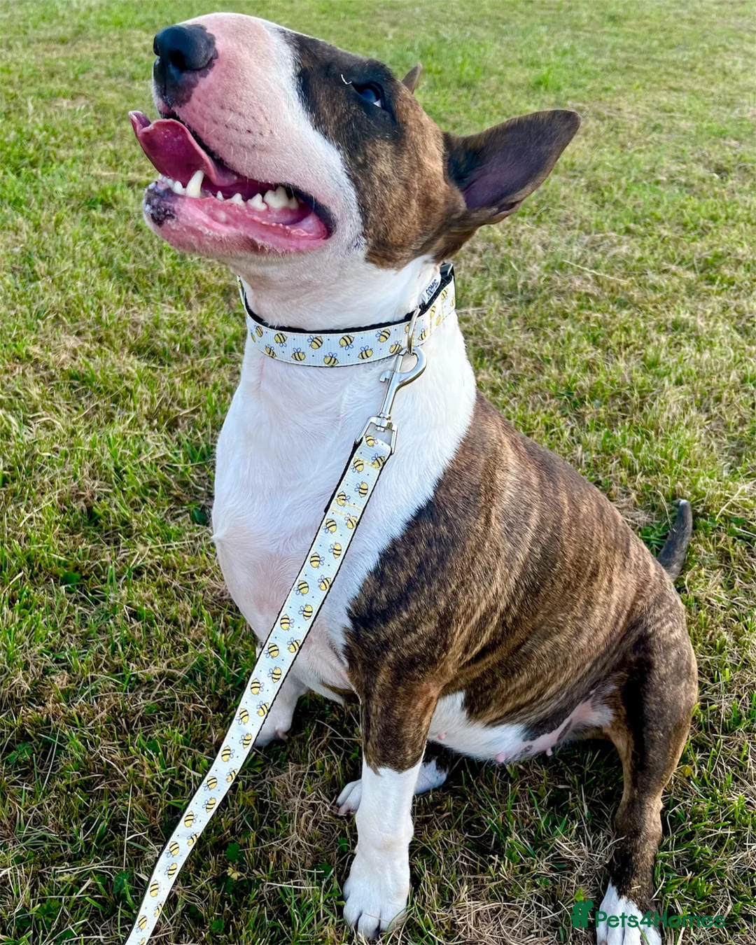 English Bull Terrier dogs for sale: Bull terrier standard. KC registered. BOY - Advert 2