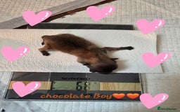 Pomeranian dogs for sale: GEORGEUS LOVELY POMERANIAN PUPPY'S 🐶07587756229🐶 - Image 6