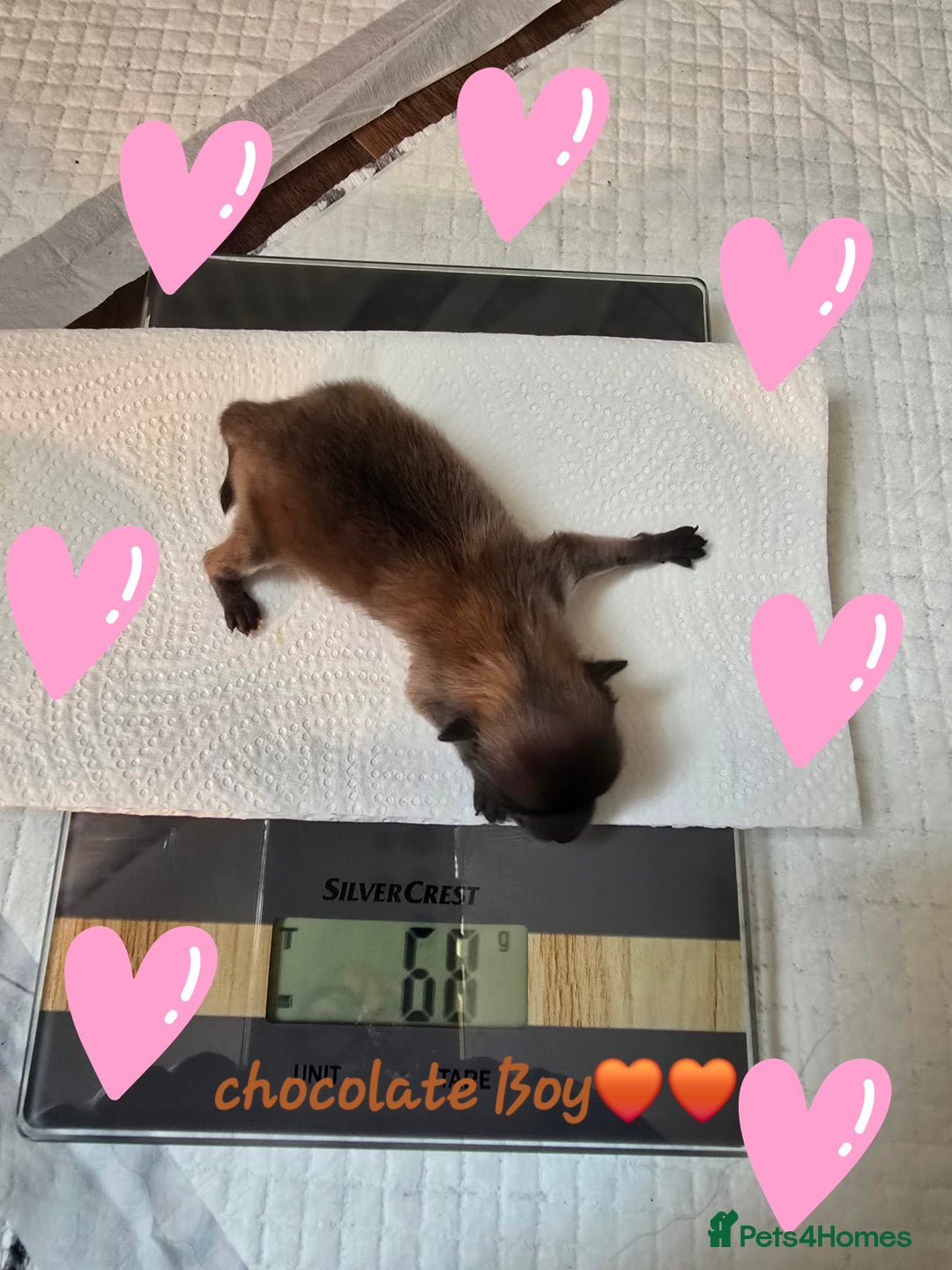 Pomeranian dogs for sale: GEORGEUS LOVELY POMERANIAN PUPPY'S 🐶07587756229🐶 - Image 6