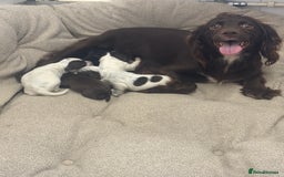 Cocker Spaniel dogs for sale: Cocker spaniel puppies  - Image 4