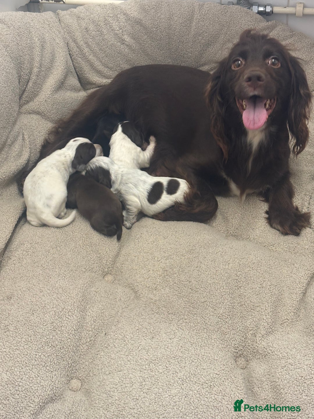 Cocker Spaniel dogs for sale: Cocker spaniel puppies  - Image 4
