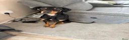 Dobermann dogs for sale: Doberman rehoming in Norwich - Advert 1