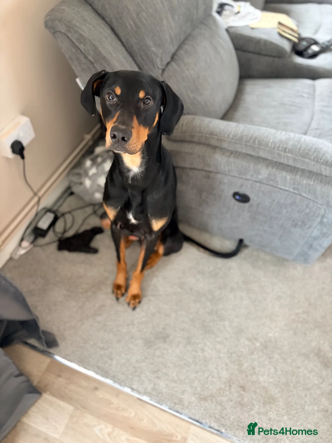 Dobermann dogs for sale: Doberman rehoming in Norwich - Advert 1