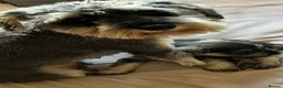 Miniature Schnauzer dogs for sale: Male schnauzer  in Hornsea - Advert 2