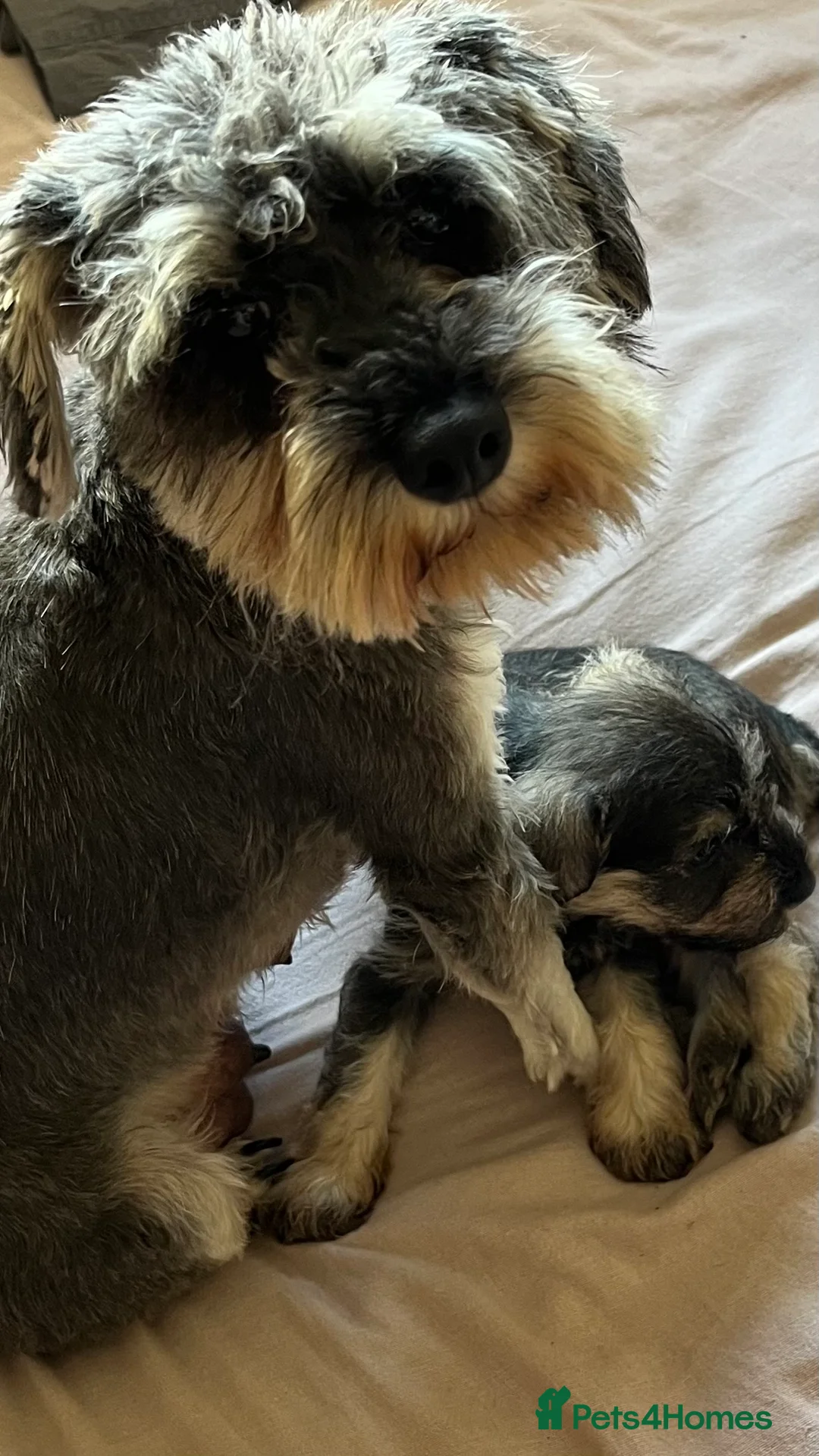 Miniature Schnauzer dogs for sale: Male schnauzer  in Hornsea - Advert 2