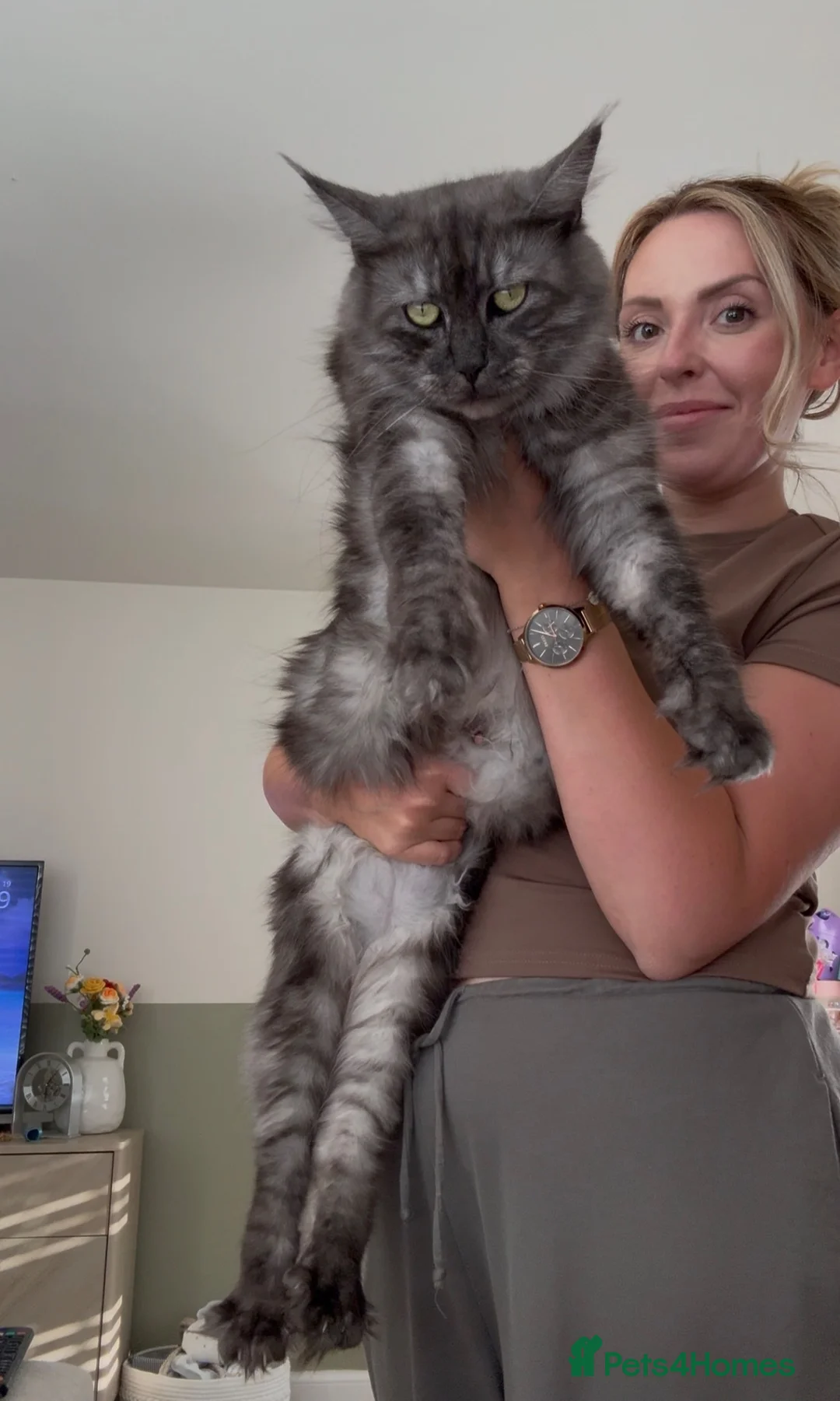 Maine Coon cats for sale: Active breeding champion maincoon  - Advert 4