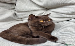 British Shorthair cats for sale: British Shorthair Chunky kittens - Image 27