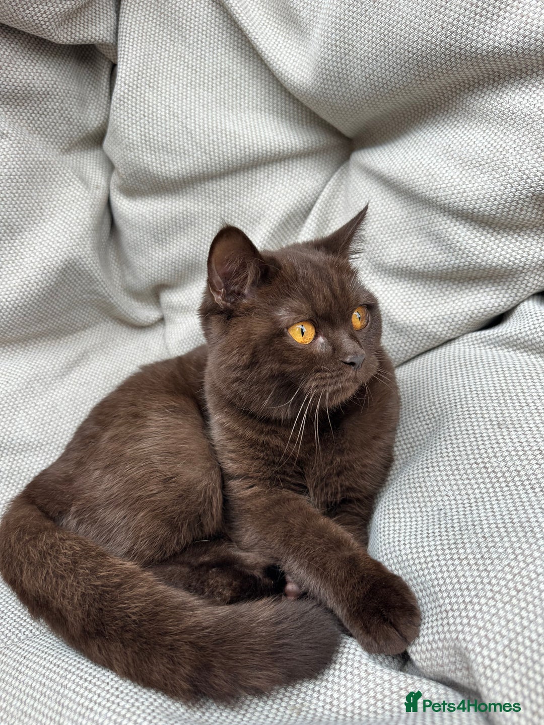 British Shorthair cats for sale: British Shorthair Chunky kittens - Image 27