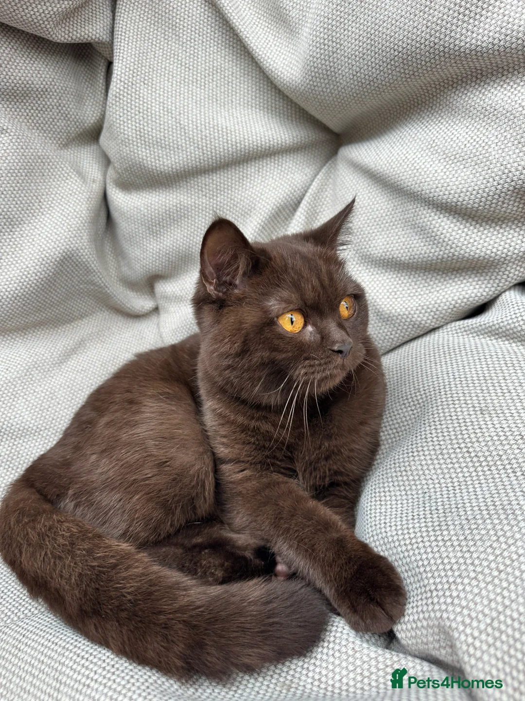 British Shorthair cats for sale: British Shorthair Chunky kittens - Advert 8