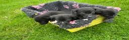 Borador dogs for sale: 5 border collie Labrador cross  - Advert 7