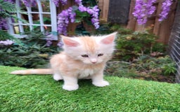 Maine Coon cats for sale: Maine Coon kittens for sale CF81  - Image 7