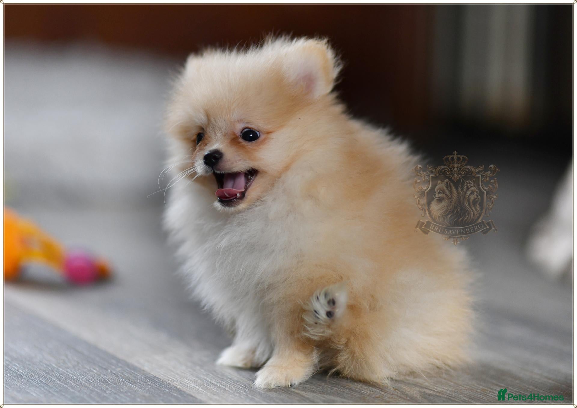 Pomeranian dogs TEDDY BEAR MINIATURE CHAMPION LINES POMERANIANS - Advert 3