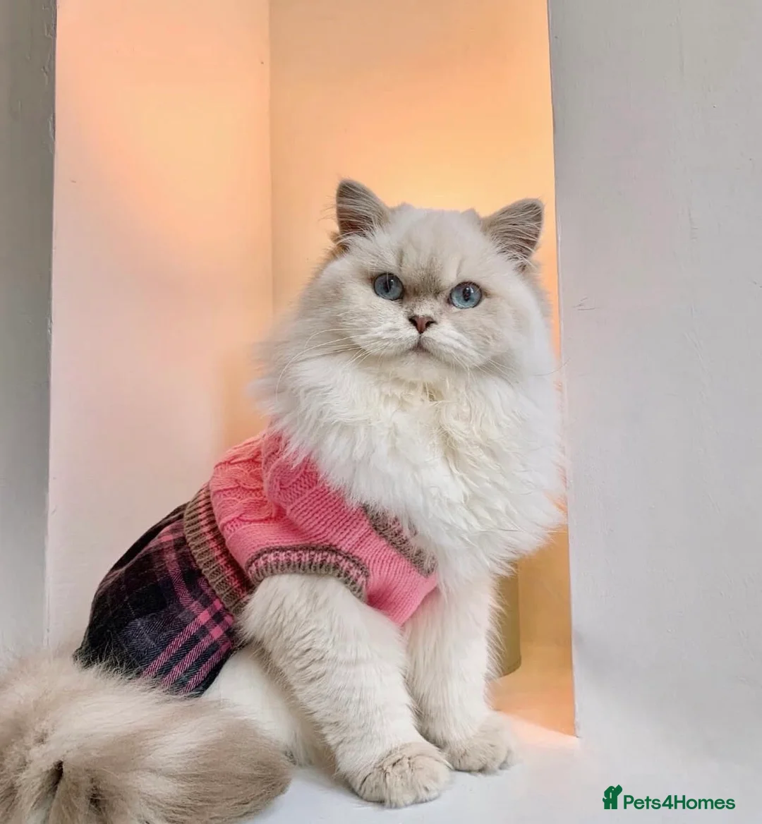 British Longhair cats for sale: Lilac golden British longhair blue golden pedigree - Advert 4