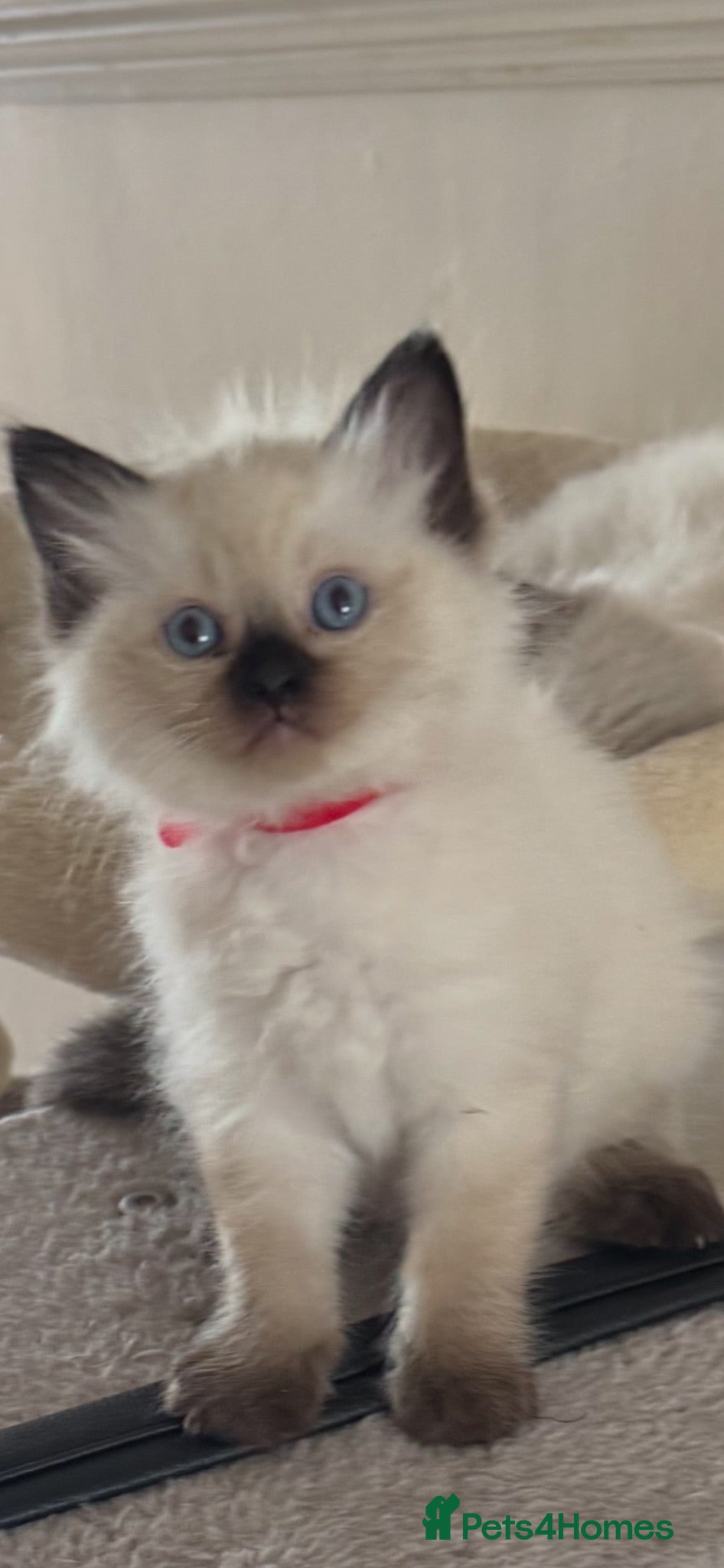 Ragdoll cats 7 Beautiful Ragdoll Kittens  - Advert 1