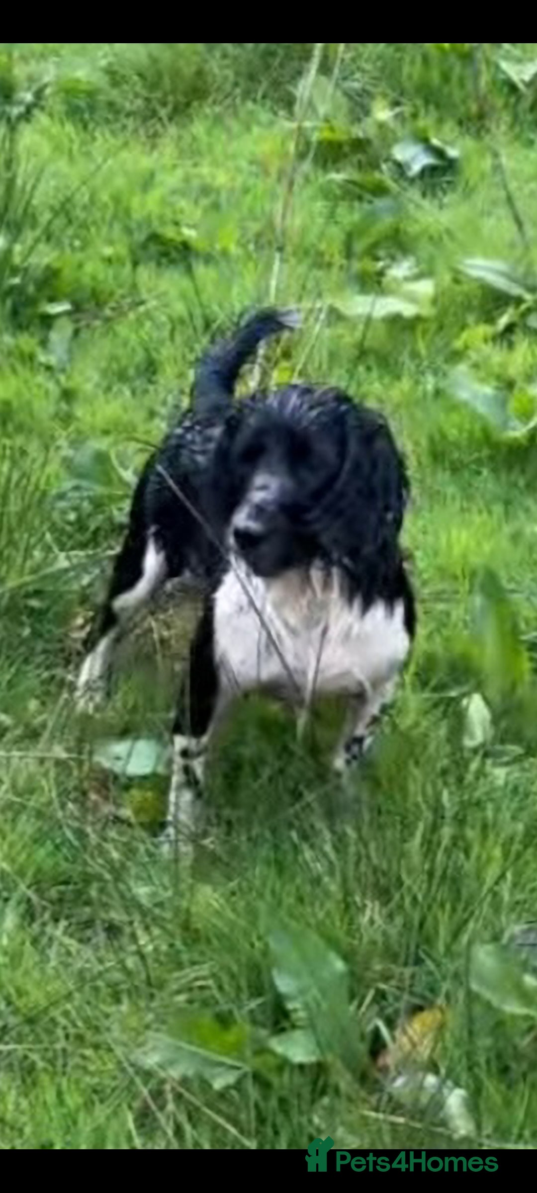 English Springer Spaniel dogs for sale: Kc registered traditional springer pups  - Image 4
