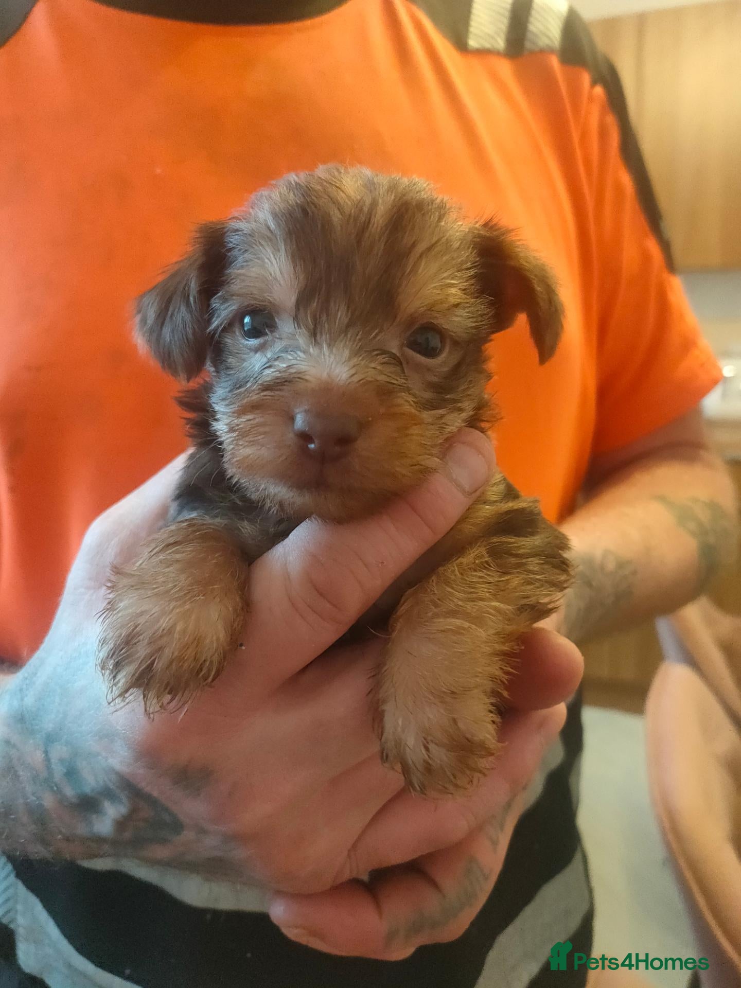 Yorkshire Terrier dogs for sale: Miniature Yorkie  - Advert 24