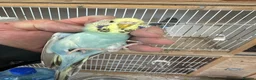 Budgerigars birds for sale: Budgies for sale  in Spalding - Advert 5