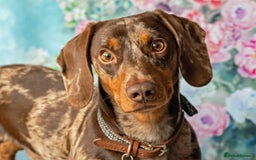Dachshund dogs for stud: Standard Dapple Dachshund Stud - Image 2