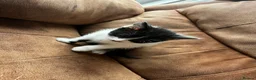 Mixed Breed cats for sale: 5 mixed kittens for sale - Advert 3