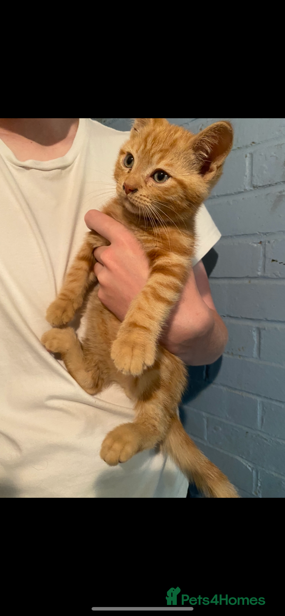 British Shorthair cats for sale: Stunning kitten boy £180  - Image 3