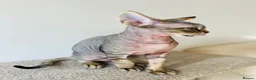 Devon Rex cats for sale: Devon Rex kitten-super social playful and loving  - Advert 2