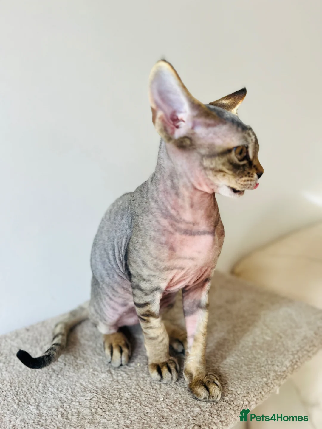 Devon Rex cats for sale: Devon Rex kitten-super social playful and loving  - Advert 2