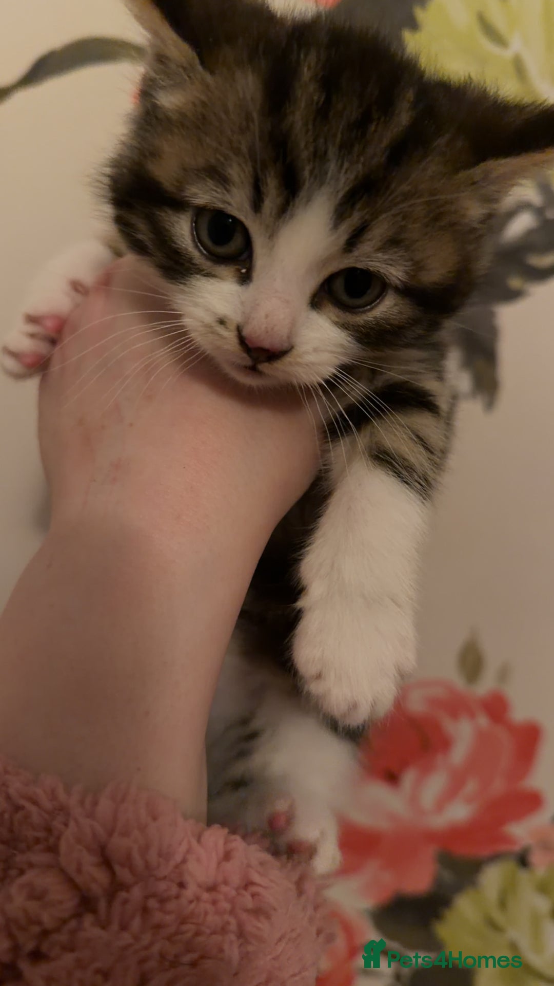 Mixed Breed cats for sale: 4 beautiful kittens  - Advert 8