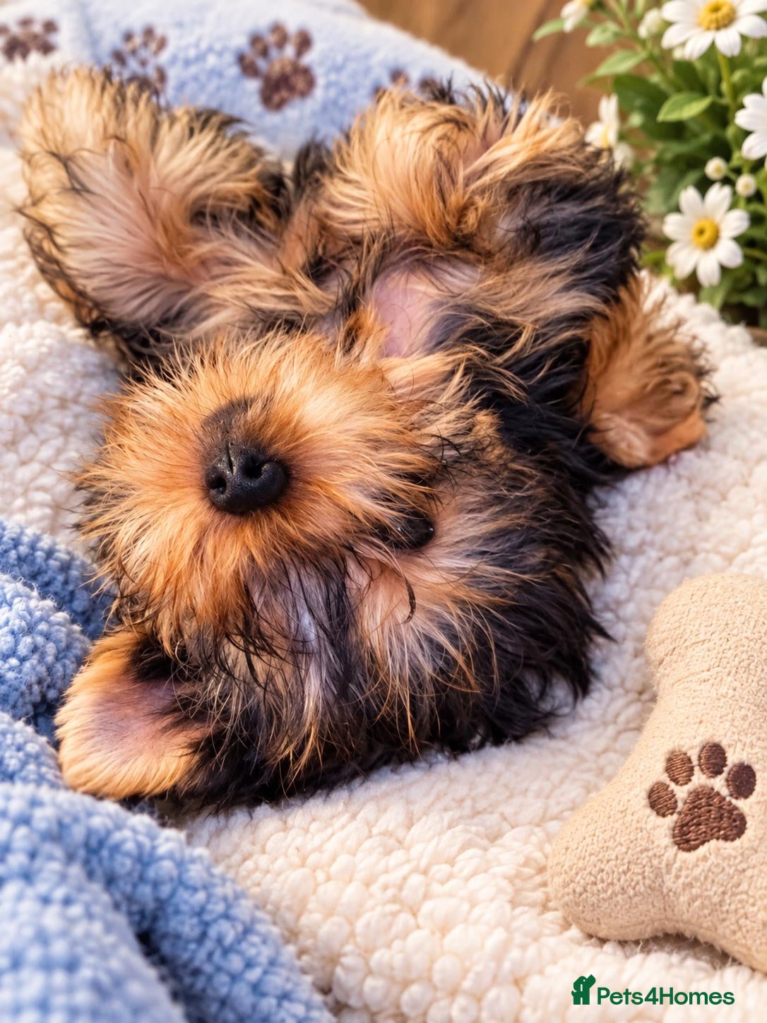 Yorkshire Terrier dogs DWKC Yorkshire Terrier Boys ,Show KC Winner Dad - Advert 9