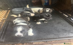 Mixed Breed dogs for sale: Jackahuahua - Image 2